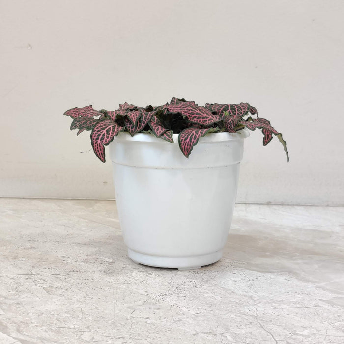 Fittonia Red Cloud Plant 10 cm pot