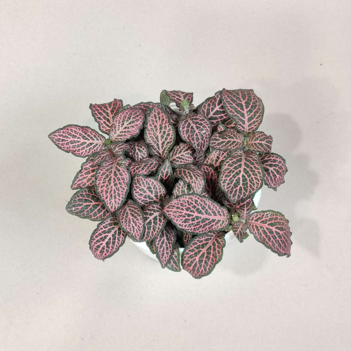 Fittonia Red Cloud Plant 10 cm pot