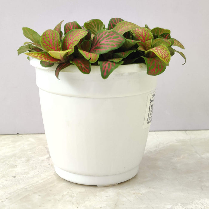 Fittonia Skeleton Plant In 10 cm pot