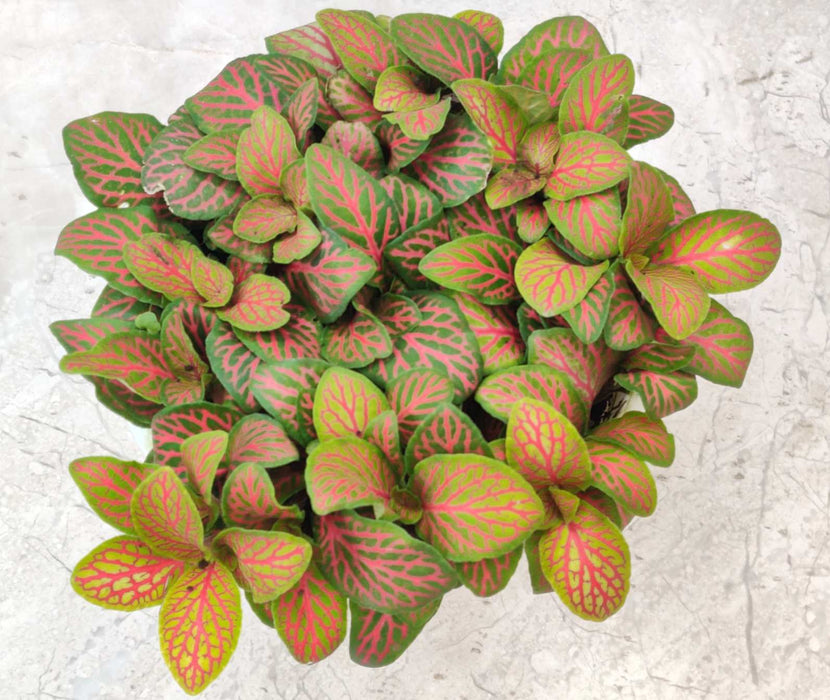 Fittonia Skeleton Plant In 10 cm pot