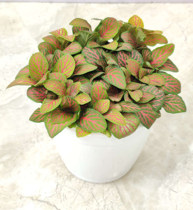 Fittonia Skeleton Plant In 10 cm pot