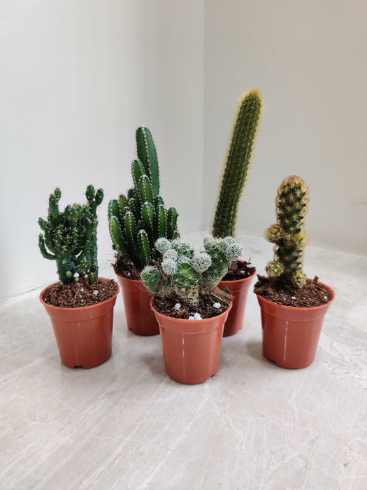 Assorted Mini Cactus Collection in Terracotta Pots