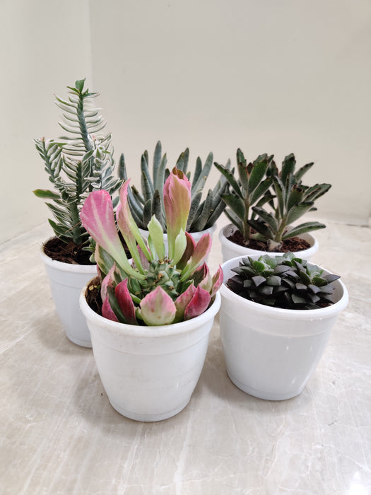Set of 5 Exotic Succulent Plants for Home
