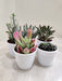 Set of 5 Exotic Succulent Plants for Home