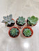 Lush Indoor Succulent Selection