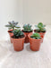 Five Unique Indoor Succulent Plants