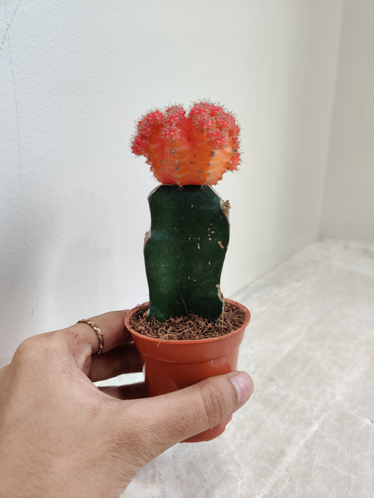 Small Vibrant Orange Top Cactus for Indoor Plant Enthusiasts