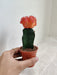 Small Vibrant Orange Top Cactus for Indoor Plant Enthusiasts