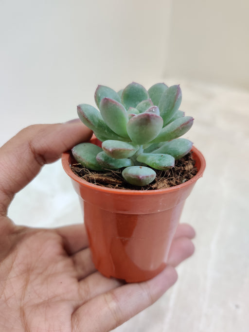 where to buy korean succulents Echeveria Ice