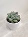 Rare Echeveria Ice Korean Succulent in Ceramic Pot
