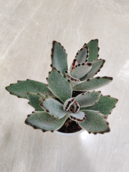 Fuzzy Leaf Panda Plant Decor