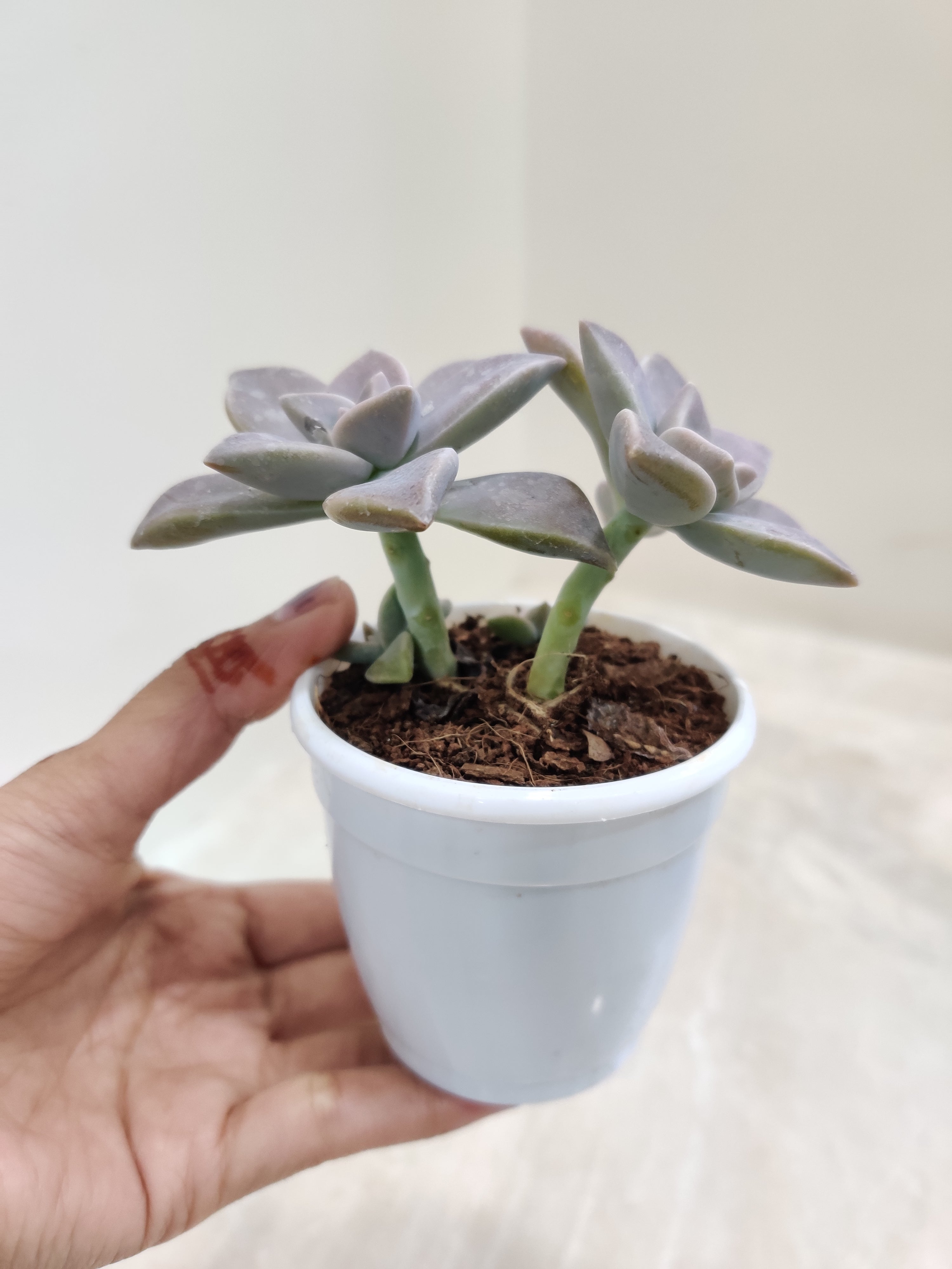 ghost plant succulent indoor Graptopetalum Paraguayense (Ghost Plant) Succulent Plant