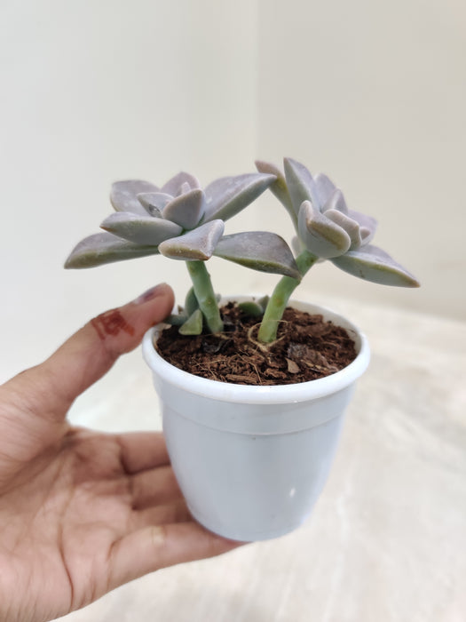 ghost plant indoors Shop Graptopetalum 'Ghost Plant'