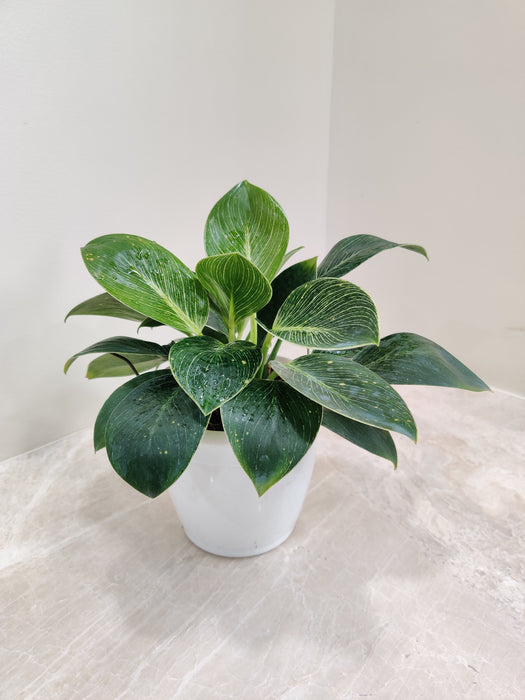 Philodendron Birkin with Glossy Foliage Perfect for Indian Homes