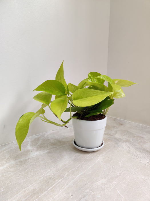 Golden Money Plant - Perfect Corporate Gift