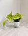 Golden Money Plant - Perfect Corporate Gift