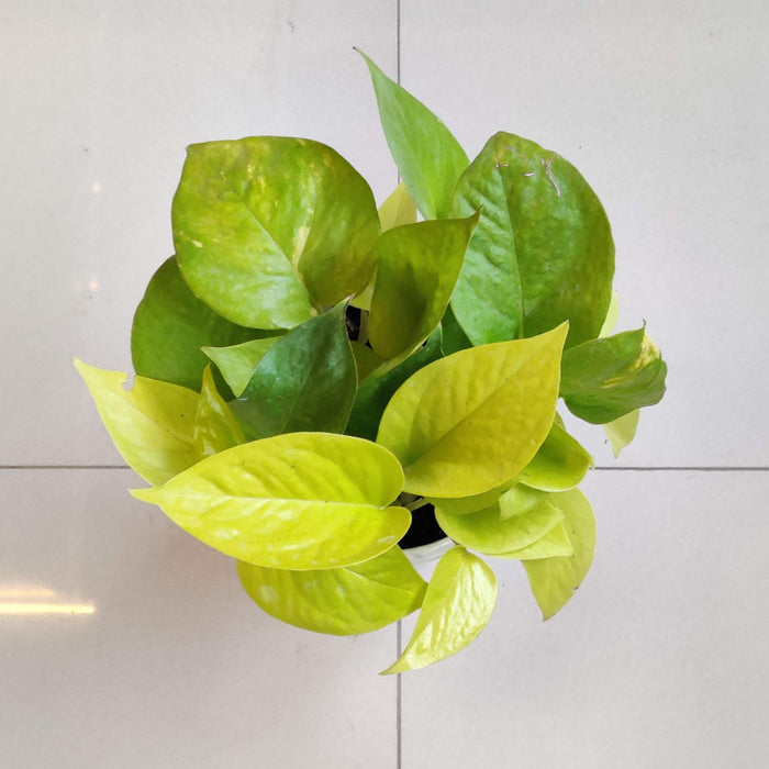 Buy Beginner Friendly Indoor Plants Combo – Easy Care Plants Set | Spider Plant, Pothos, Aglaonema, Snake Plant & ZZ Plant