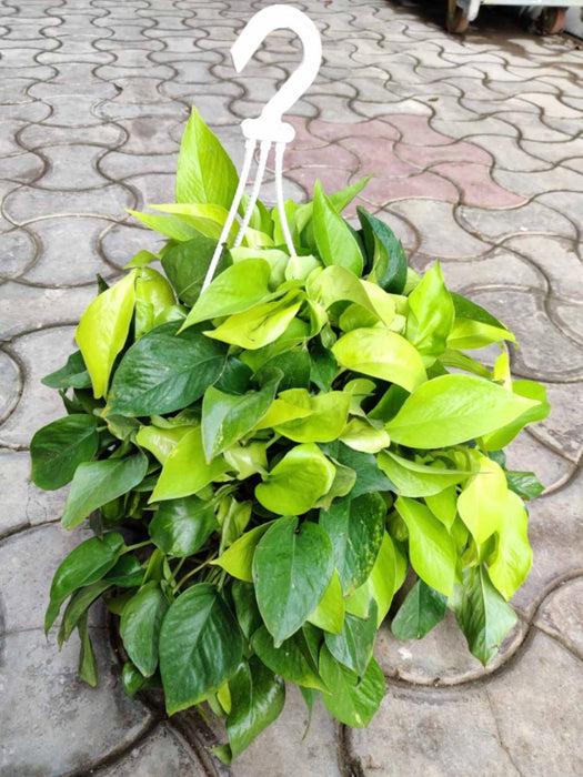 Golden Money Plant Hanging  20 cm pot