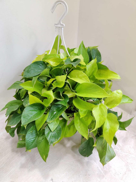 Golden Money Plant Hanging  20 cm pot