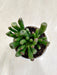 Gollum-Jade-Decorative-Indoor-Succulent-Plant