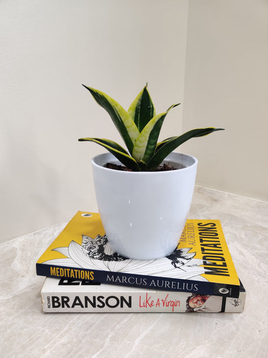 Low maintenance Snake Plant for business gifts