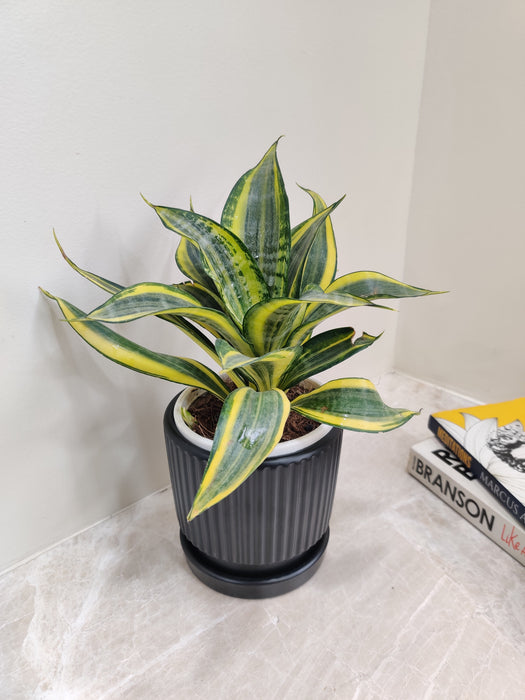 Good luck symbol Snake Plant for corporate gifts