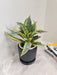 Good luck symbol Snake Plant for corporate gifts