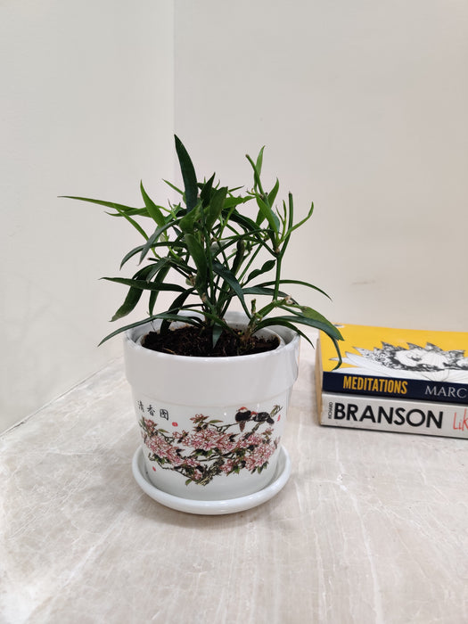 Air purifying Hoya Longifolia for indoor environment