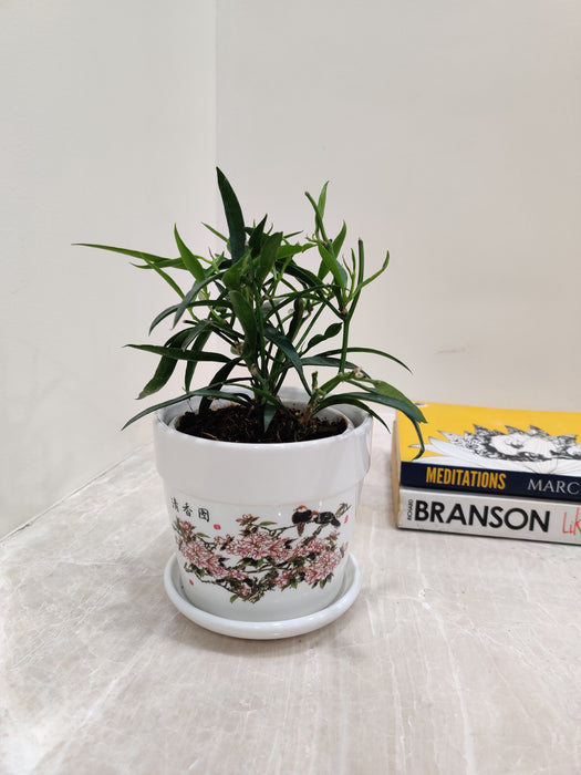 hoya plant air purifier Buy Hoya Longifolia