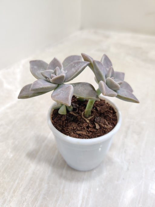 Silvery-Green-Ghost-Indoor-Succulent-Top-View