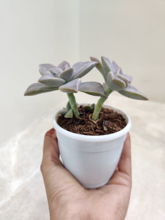 Robust-Graptopetalum-Indoor-Succulent