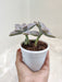 Robust-Graptopetalum-Indoor-Succulent