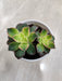 Graptoveria-Olivia-perfect-gift-plant