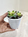 Buy-Graptoveria-Olivia-succulent-indoor-plant