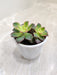 Graptoveria-Olivia-lush-green-compact-indoor-succulent
