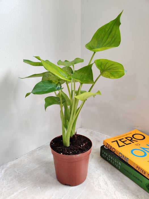 Healthy Alocasia Cuculata indoor plant
