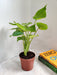 Healthy Alocasia Cuculata indoor plant