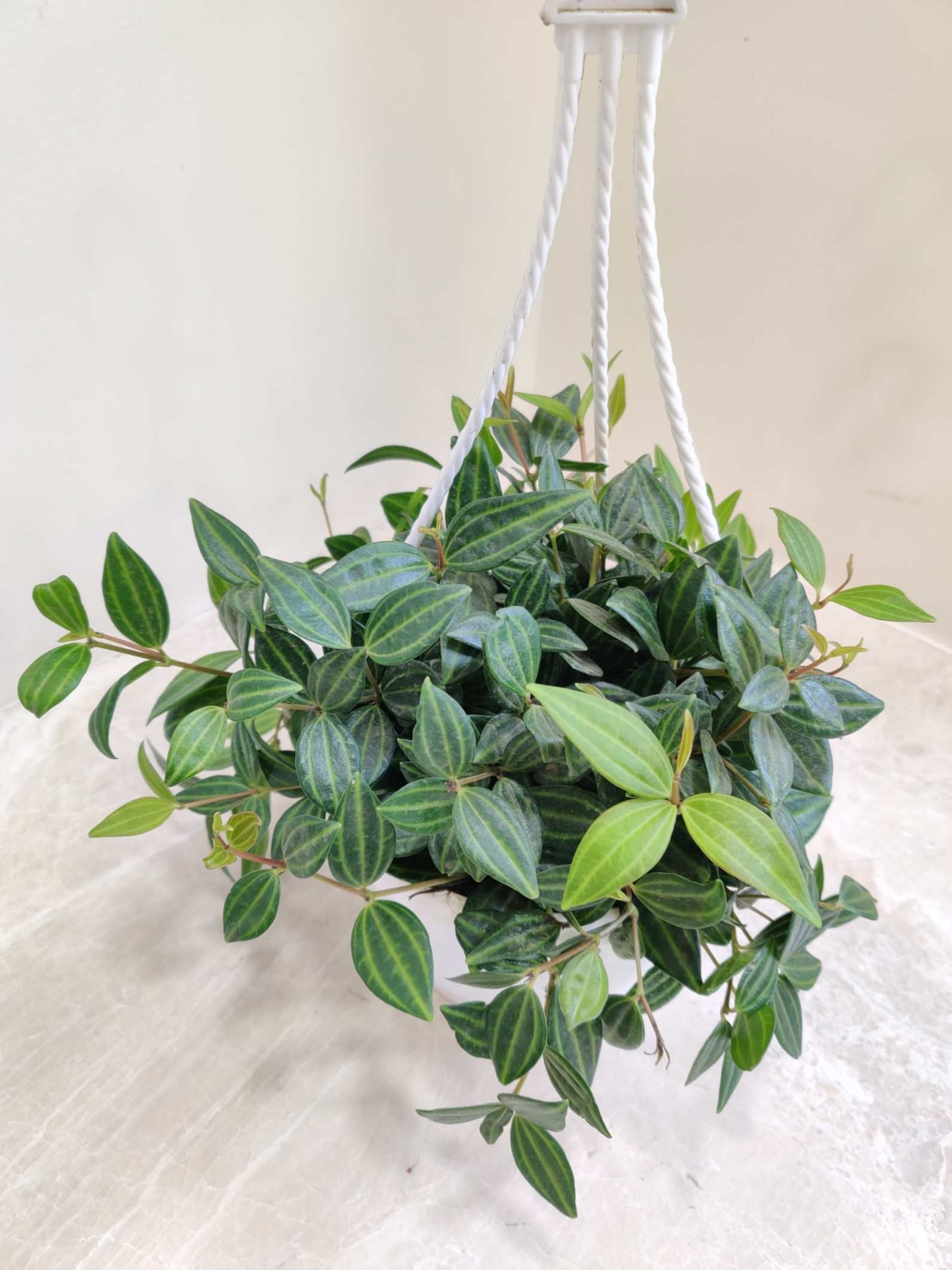 Buy Indoor Hanging Plants Online India for a Beautiful, Stylish and