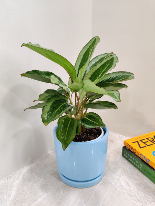 "Air Purifying Calathea Plant in Stylish Blue Pot for Desk"
