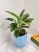 "Air Purifying Calathea Plant in Stylish Blue Pot for Desk"