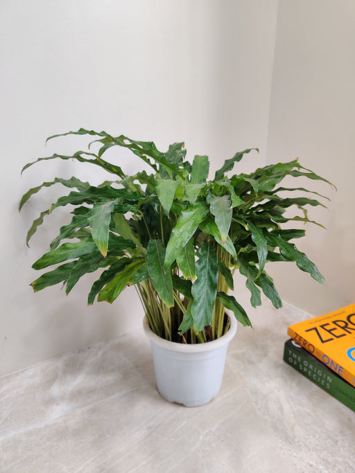 Decorative Calathea Green Plant for Indoor