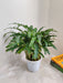 Decorative Calathea Green Plant for Indoor