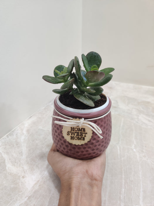 Air-purifying Crassula in decorative pot for corporate gift