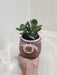 Air-purifying Crassula in decorative pot for corporate gift