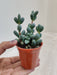 Thick Leaf Delosperma Pot for Indoors