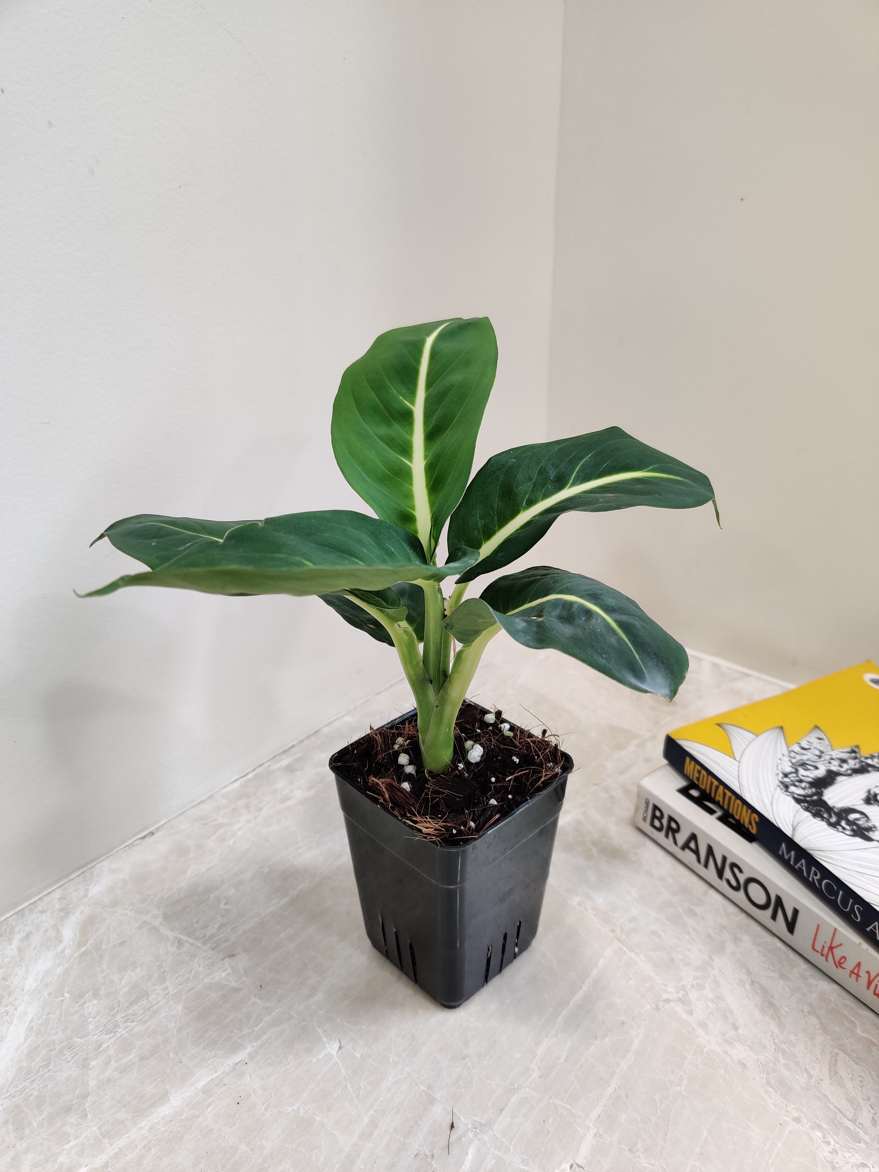 dieffenbachia amoena plant Buy Dieffenbachia Magic Amoena Plant Online India – ChhajedGarden.com