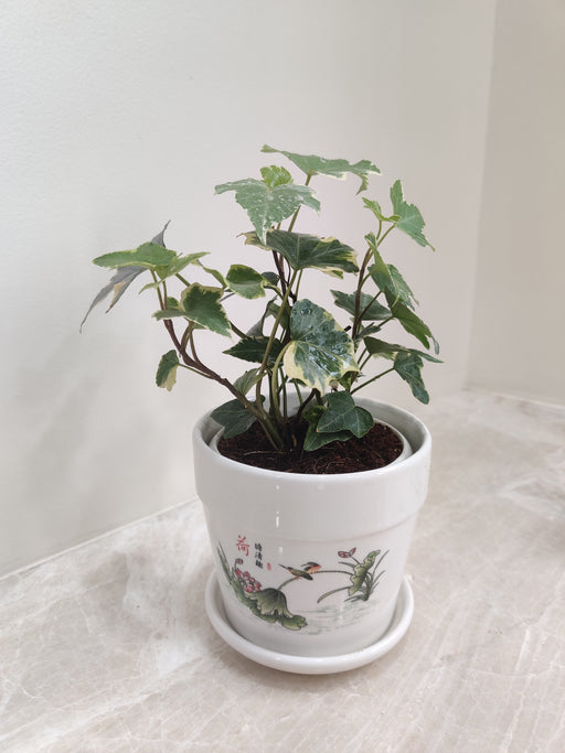 Green English Ivy corporate gift in pot