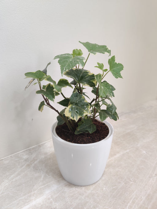 Green English Ivy Desk Plant for Corporate Gifting