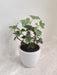 Green English Ivy Desk Plant for Corporate Gifting