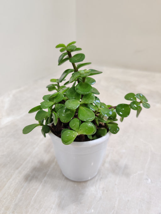 Jade-Plant-Small-Green-Leaves-Indoor-Succulent